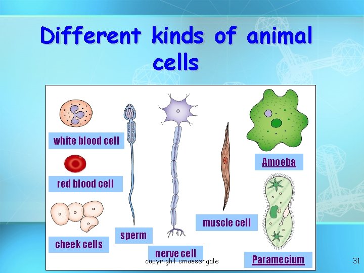 Different kinds of animal cells white blood cell Amoeba red blood cell muscle cell