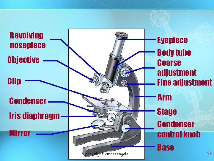 Revolving nosepiece Eyepiece Clip Body tube Coarse adjustment Fine adjustment Condenser Arm Iris diaphragm