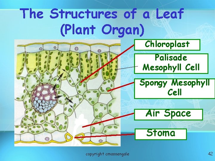 The Structures of a Leaf (Plant Organ) Chloroplast Palisade Mesophyll Cell Spongy Mesophyll Cell