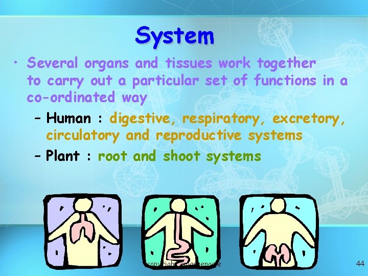 System • Several organs and tissues work together to carry out a particular set