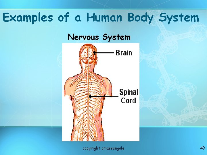 Examples of a Human Body System Nervous System copyright cmassengale 49 