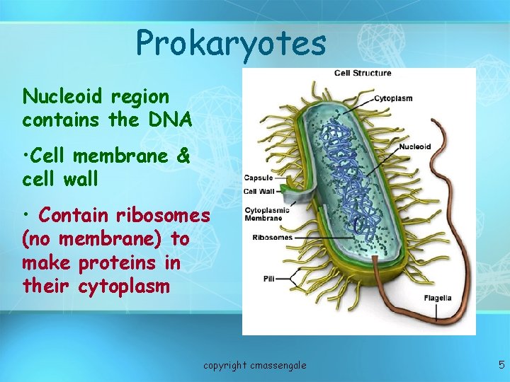 Prokaryotes Nucleoid region contains the DNA • Cell membrane & cell wall • Contain