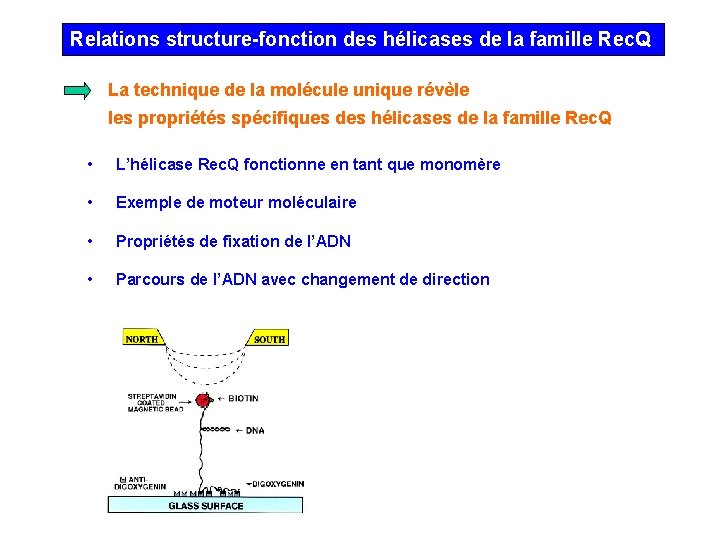 Relations structure-fonction des hélicases de la famille Rec. Q La technique de la molécule