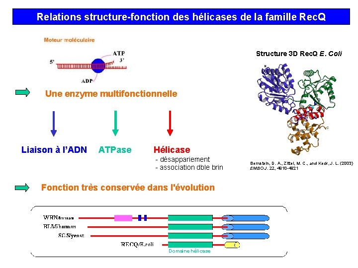 Relations structure-fonction des hélicases de la famille Rec. Q Structure 3 D Rec. Q