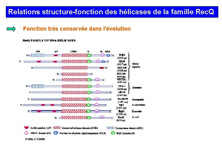 Relations structure-fonction des hélicases de la famille Rec. Q Fonction très conservée dans l'évolution
