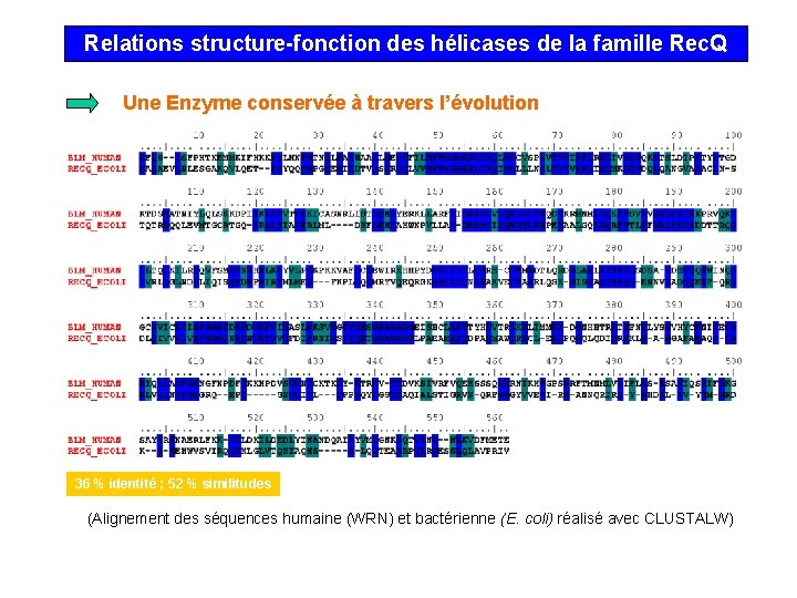 Relations structure-fonction des hélicases de la famille Rec. Q Une Enzyme conservée à travers