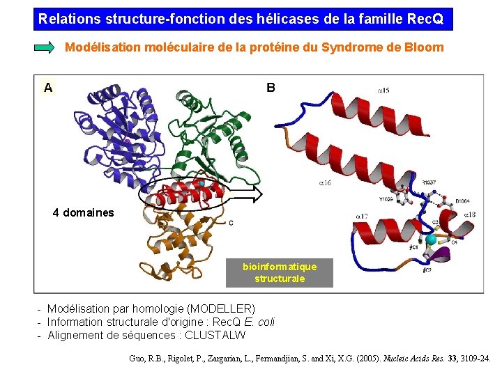 Relations structure-fonction des hélicases de la famille Rec. Q Modélisation moléculaire de la protéine