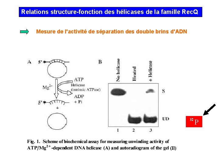 Relations structure-fonction des hélicases de la famille Rec. Q Mesure de l'activité de séparation