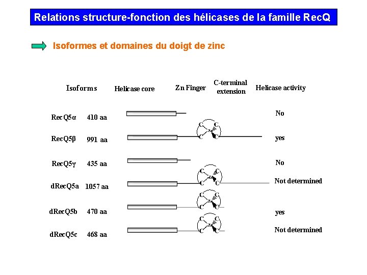 Relations structure-fonction des hélicases de la famille Rec. Q Isoformes et domaines du doigt