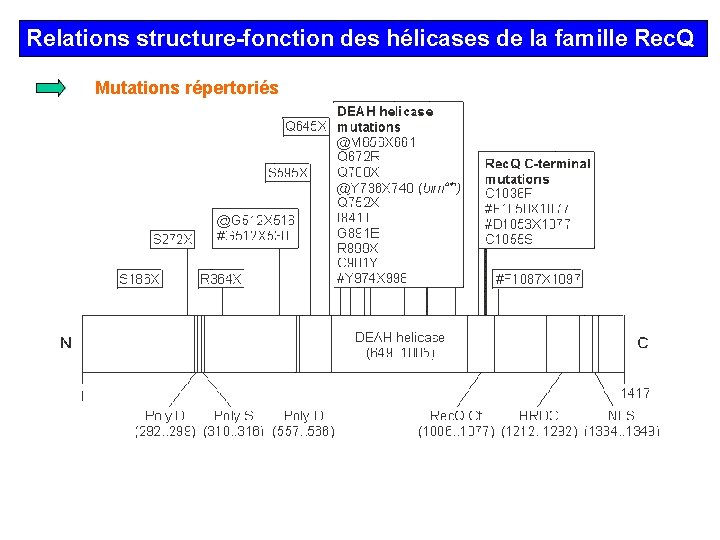 Relations structure-fonction des hélicases de la famille Rec. Q Mutations répertoriés 