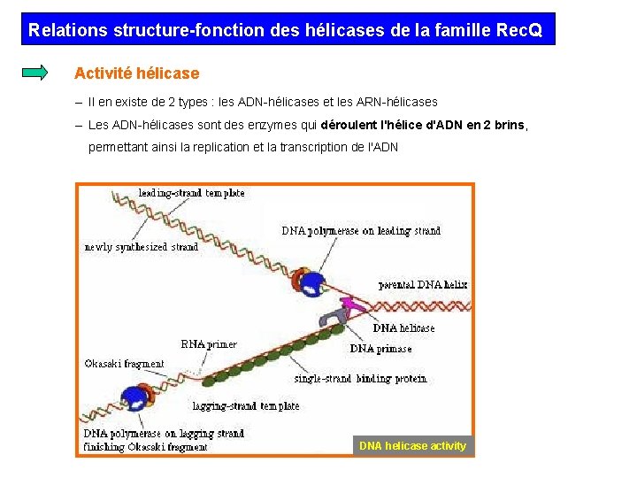 Relations structure-fonction des hélicases de la famille Rec. Q Activité hélicase – Il en