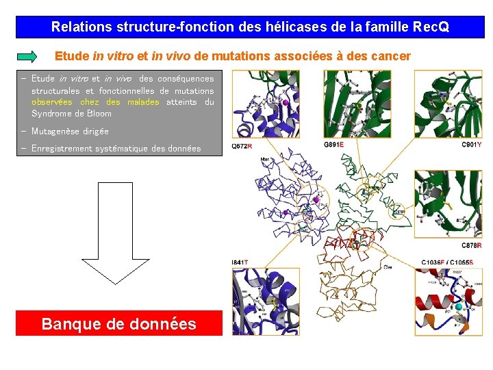 Relations structure-fonction des hélicases de la famille Rec. Q Etude in vitro et in
