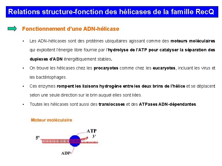 Relations structure-fonction des hélicases de la famille Rec. Q Fonctionnement d’une ADN-hélicase • Les