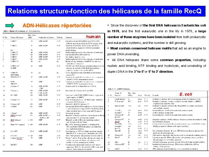 Relations structure-fonction des hélicases de la famille Rec. Q ADN-Hélicases répertoriées • Since the