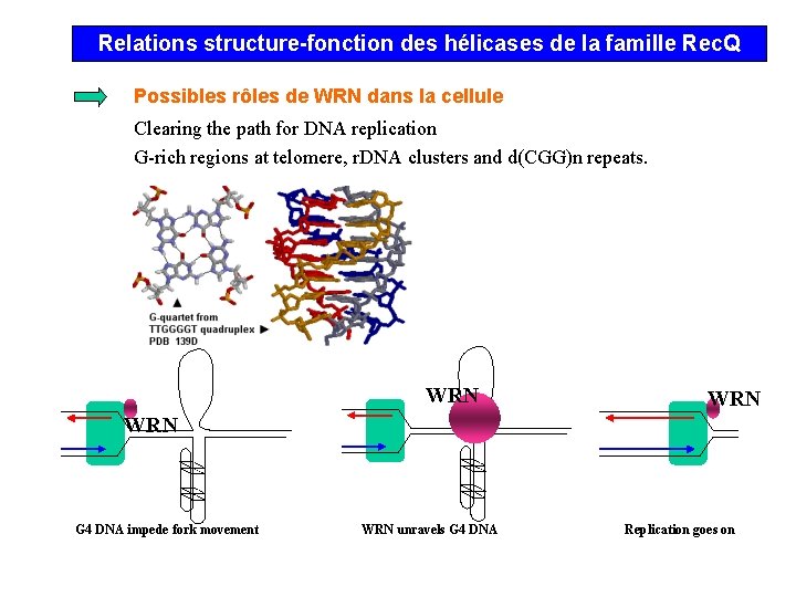 Relations structure-fonction des hélicases de la famille Rec. Q Possibles rôles de WRN dans