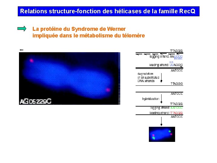 Relations structure-fonction des hélicases de la famille Rec. Q La protéine du Syndrome de