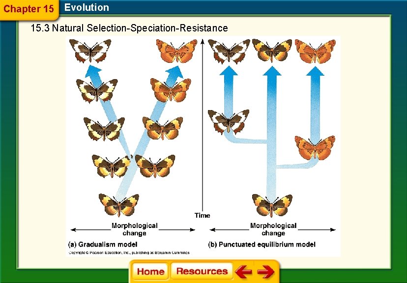 Chapter 15 Evolution 15. 3 Natural Selection-Speciation-Resistance 