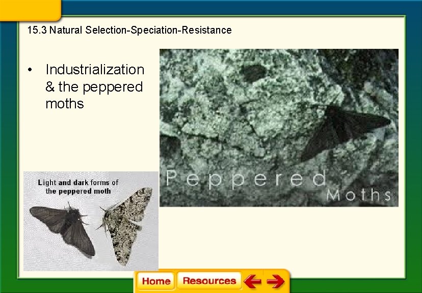15. 3 Natural Selection-Speciation-Resistance • Industrialization & the peppered moths 