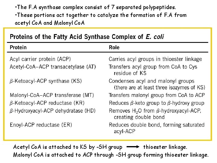  • The F. A synthase complex consist of 7 separated polypeptides. • These