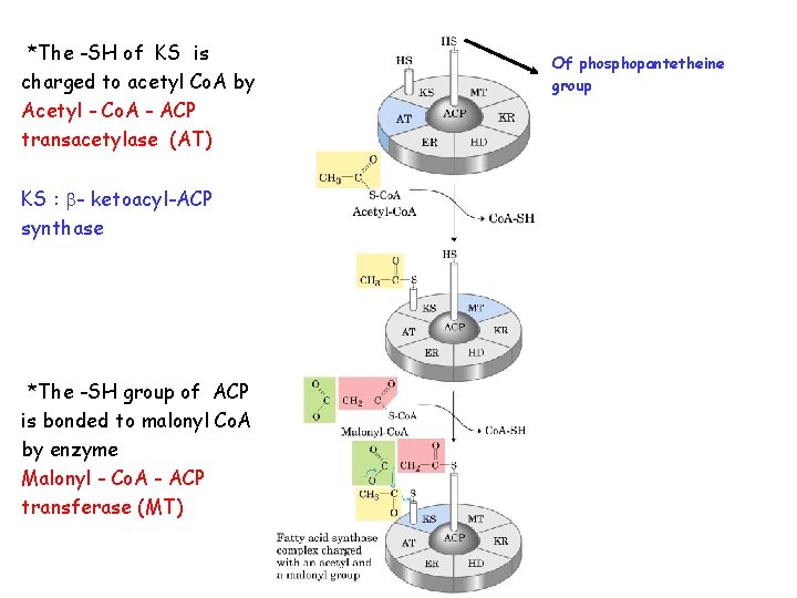 *The -SH of KS is charged to acetyl Co. A by Acetyl - Co.