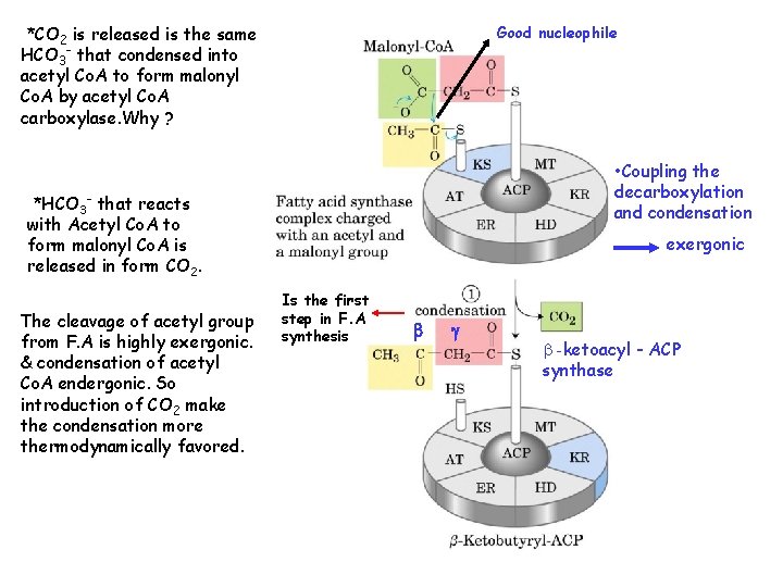 *CO 2 is released is the same HCO 3 - that condensed into acetyl