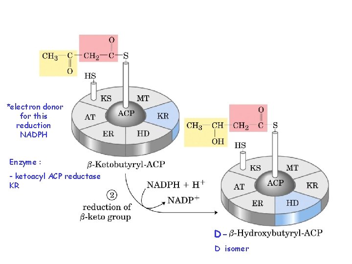 *electron donor for this reduction NADPH Enzyme : - ketoacyl ACP reductase KR DD