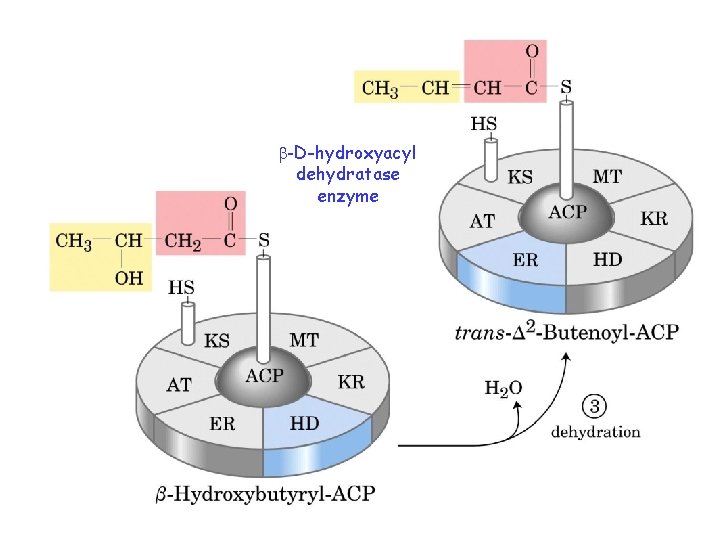  -D-hydroxyacyl dehydratase enzyme 
