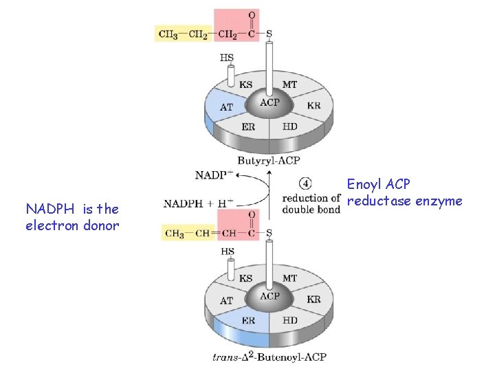 NADPH is the electron donor Enoyl ACP reductase enzyme 