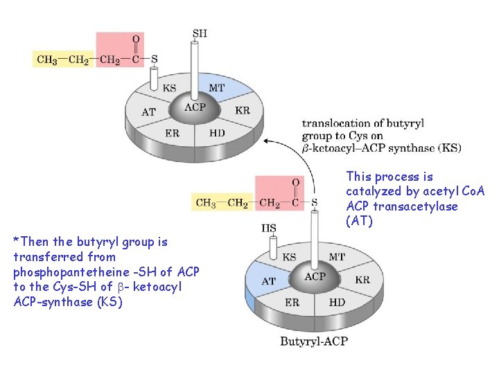 This process is catalyzed by acetyl Co. A ACP transacetylase (AT) *Then the butyryl