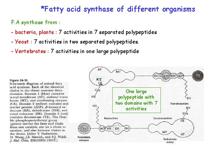 *Fatty acid synthase of different organisms F. A synthase from : - bacteria, plants