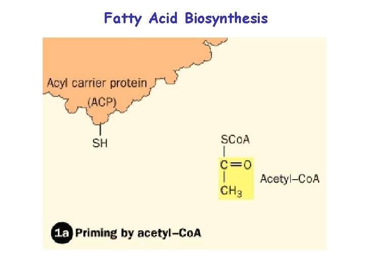 Fatty Acid Biosynthesis 