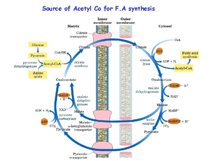 Source of Acetyl Co for F. A synthesis 