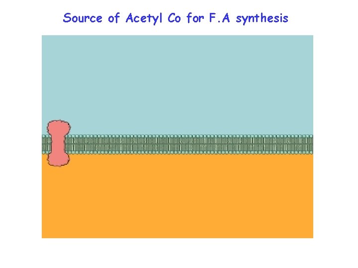 Source of Acetyl Co for F. A synthesis 