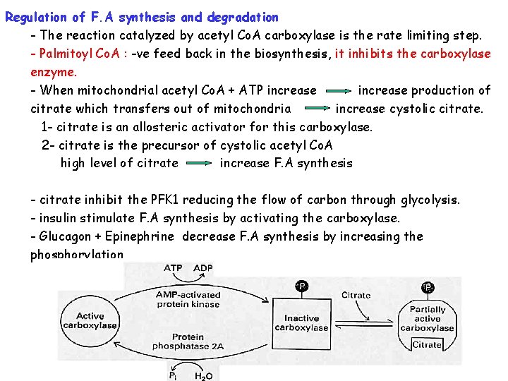 Regulation of F. A synthesis and degradation - The reaction catalyzed by acetyl Co.