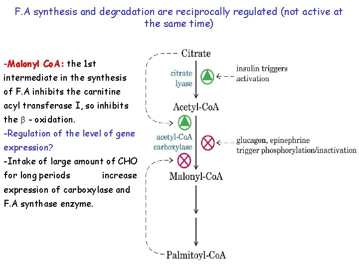 F. A synthesis and degradation are reciprocally regulated (not active at the same time)