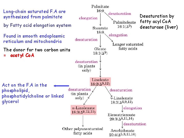 Long-chain saturated F. A are synthesized from palmitate by Fatty acid elongation system Found