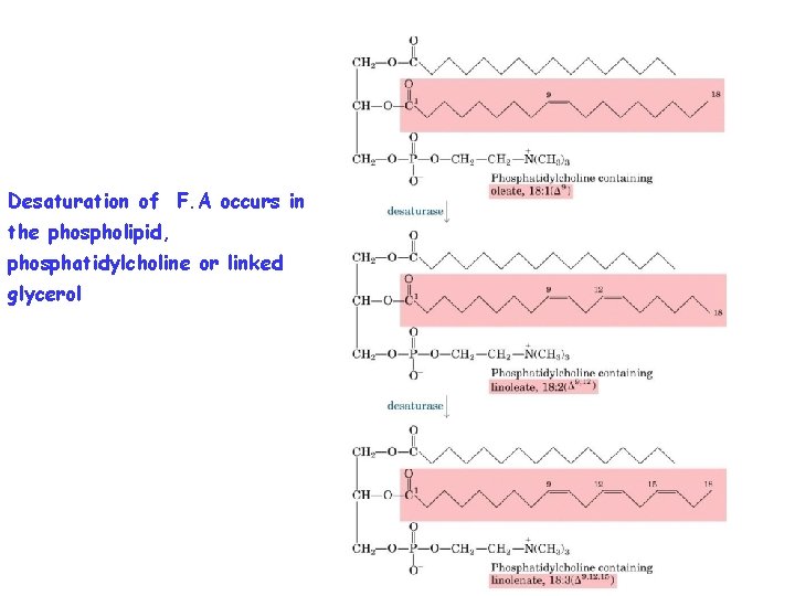 Desaturation of F. A occurs in the phospholipid, phosphatidylcholine or linked glycerol 
