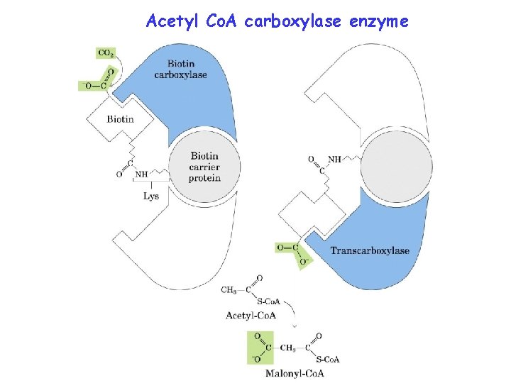 Acetyl Co. A carboxylase enzyme 