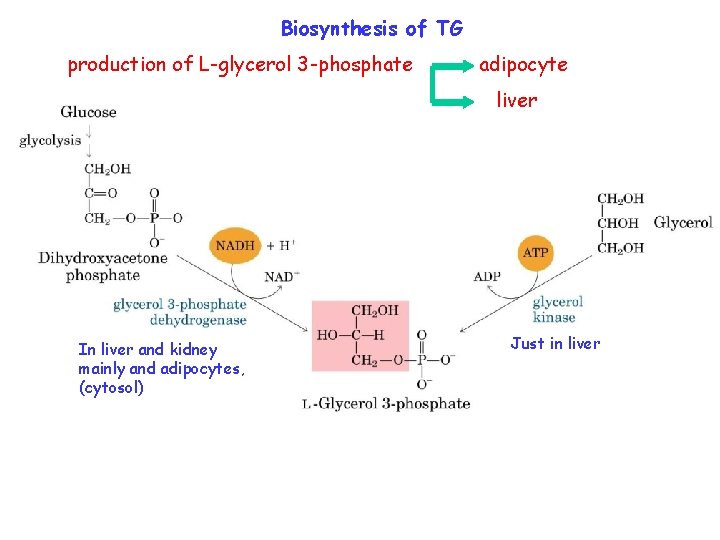 Biosynthesis of TG production of L-glycerol 3 -phosphate adipocyte liver In liver and kidney