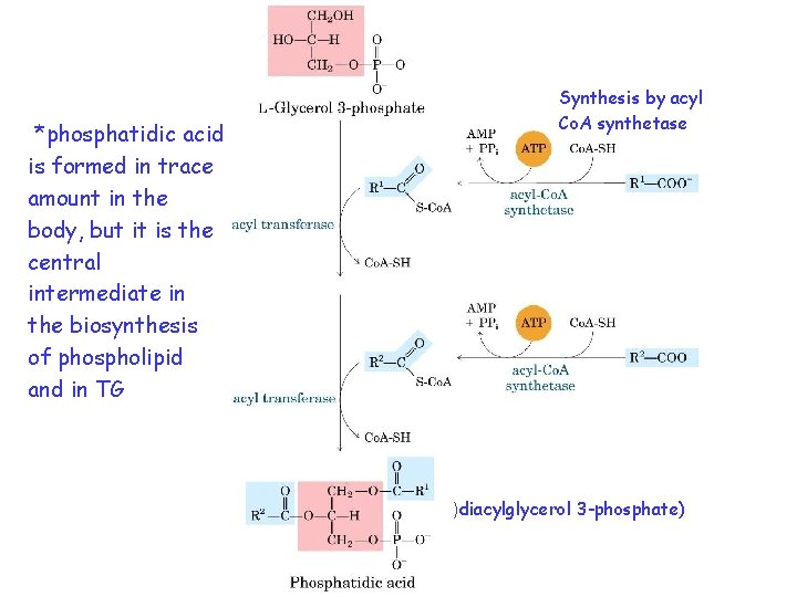 *phosphatidic acid is formed in trace amount in the body, but it is the