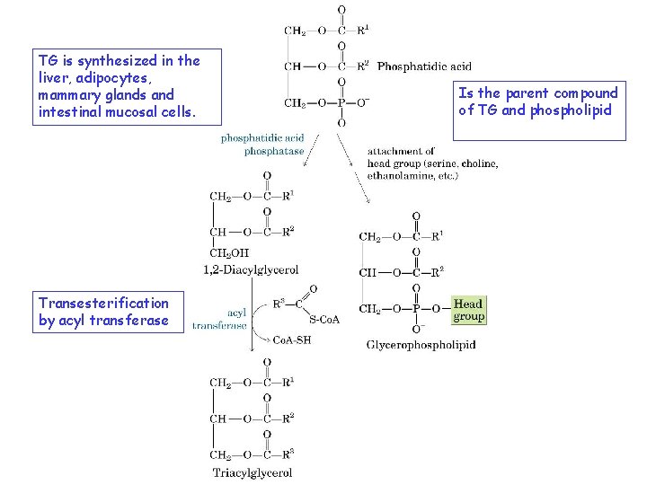 TG is synthesized in the liver, adipocytes, mammary glands and intestinal mucosal cells. Transesterification