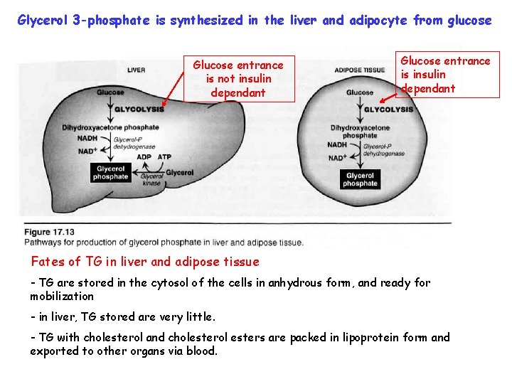 Glycerol 3 -phosphate is synthesized in the liver and adipocyte from glucose Glucose entrance