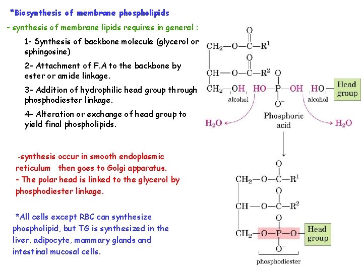 *Biosynthesis of membrane phospholipids - synthesis of membrane lipids requires in general : 1