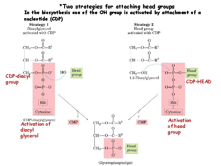 *Two strategies for attaching head groups In the biosynthesis one of the OH group