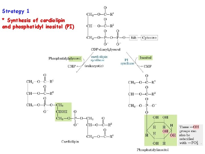 Strategy 1 * Synthesis of cardiolipin and phosphatidyl inositol (PI) 