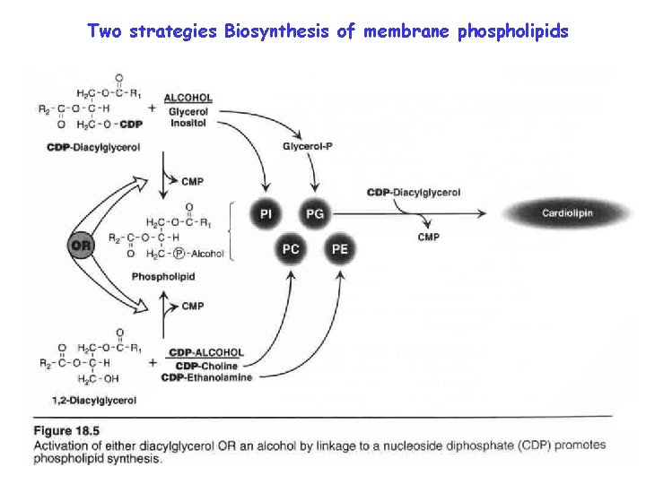 Two strategies Biosynthesis of membrane phospholipids 