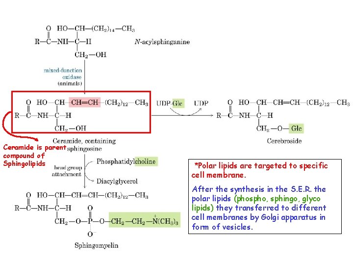 Ceramide is parent compound of Sphingolipids *Polar lipids are targeted to specific cell membrane.
