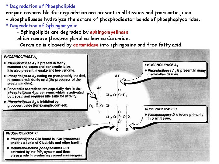 * Degradation of Phospholipids enzyme responsible for degradation are present in all tissues and