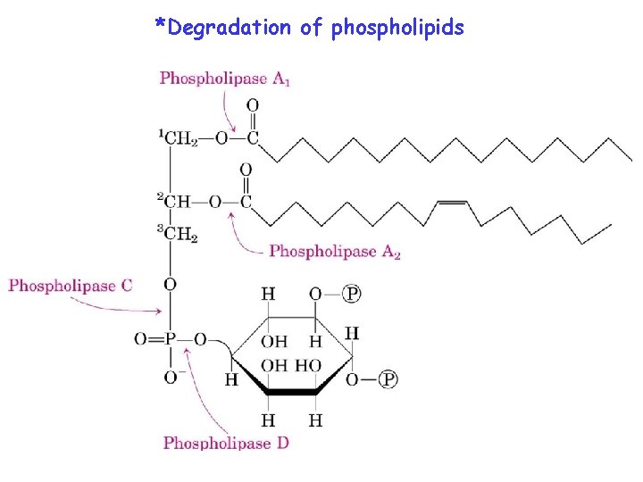 *Degradation of phospholipids 