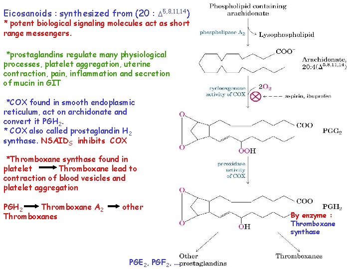 Eicosanoids : synthesized from (20 : 5, 8, 11, 14) * potent biological signaling